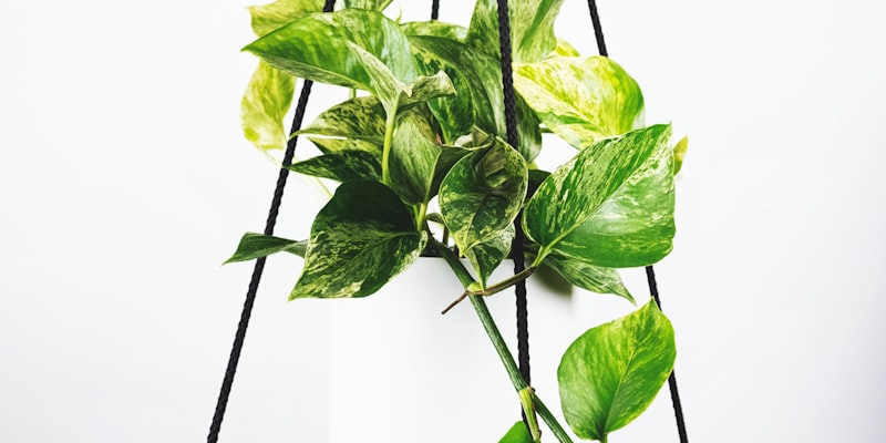 英超联赛曼城与利物浦激烈比赛中球员争抢足球瞬间